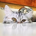 howboutmeow profile picture