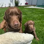 howellpups15 profile picture