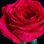 hpm93512 profile picture
