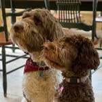 hudandwinthesproodles profile picture