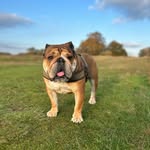 hudson_and_his_wrinkles profile picture