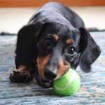 hudsontheminidachshund profile picture