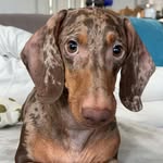 hugotheboss_s profile picture
