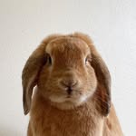 hugothebun profile picture