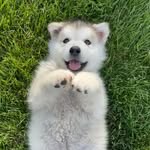 hugo_themalamute profile picture