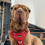 hugo_thevelvethippo profile picture