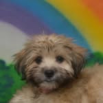 hulapieland profile picture