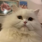 huma_ahmad1 profile picture