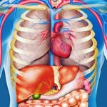 humananatomystudy profile picture
