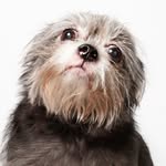 humanesocietyny profile picture