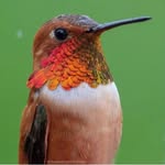 hummingbirdsxoxo profile picture