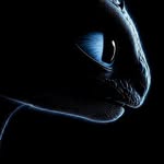hunain_alam_421 profile picture