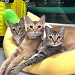 hungrycat030 profile picture