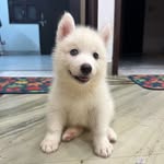 huskyinwhite profile picture