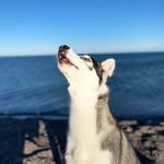 huskylifewithzoro profile picture