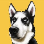 huskynamedblu profile picture