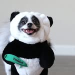 huxleythepandapuppy profile picture