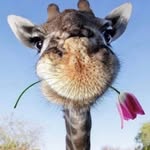 hyejxong__ profile picture