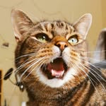 i.am.tiger.the.cat profile picture