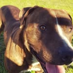 i_am_brody_ profile picture