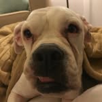 i_am_cutecumber profile picture