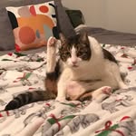 i_am_mister_cat profile picture