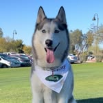 iam.dakota.thehusky profile picture