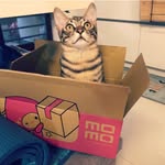 iambeer_cat profile picture