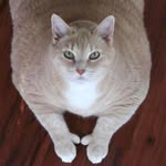 iambronsoncat profile picture