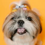 iambunnuu profile picture