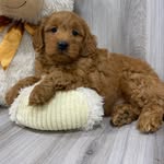 iamchancethedoodle profile picture