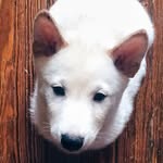 iamdonut profile picture