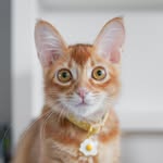 iameggyolk profile picture