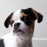 iamkodakthedog profile picture