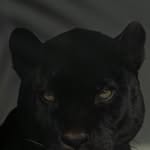 iamlayna profile picture