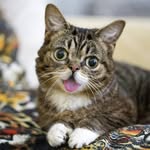 iamlilbub