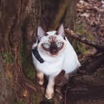 iamlunathesiamese profile picture