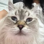 iammeowbert profile picture