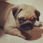 iam_pirate_the_pug profile picture
