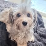 iamporschepeanut profile picture