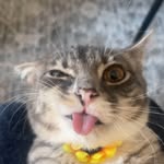 iamrigbycat profile picture