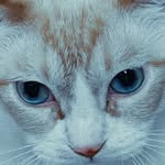 iamzoeyluna profile picture