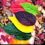 iffisalman profile picture