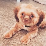 igmeollie profile picture