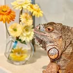 iguana_tama profile picture