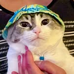 iheartalfie profile picture