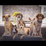 ilckenzoo profile picture