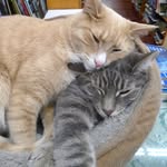 iliadbookshop profile picture