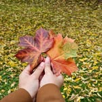 ilma.rahman profile picture
