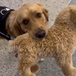 ilovegolden_retrievers profile picture